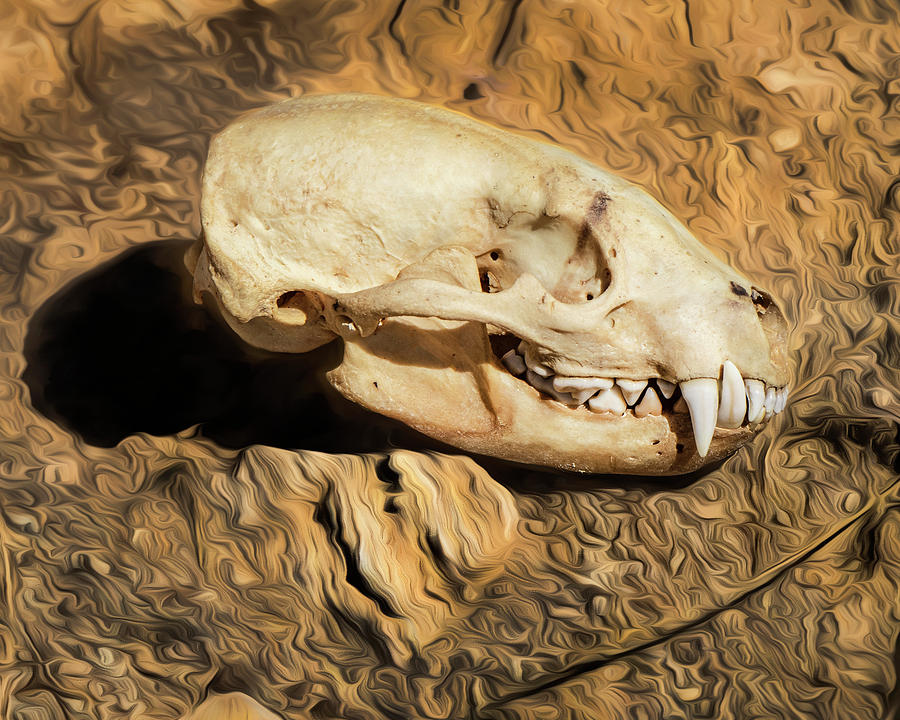 American Badger skull 01 - FHSM 13495 Photograph by Rob Graham