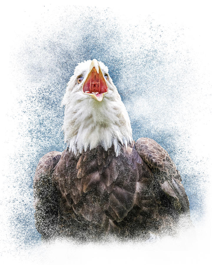 Call of the American Bald Eagle Photograph by Patti Deters