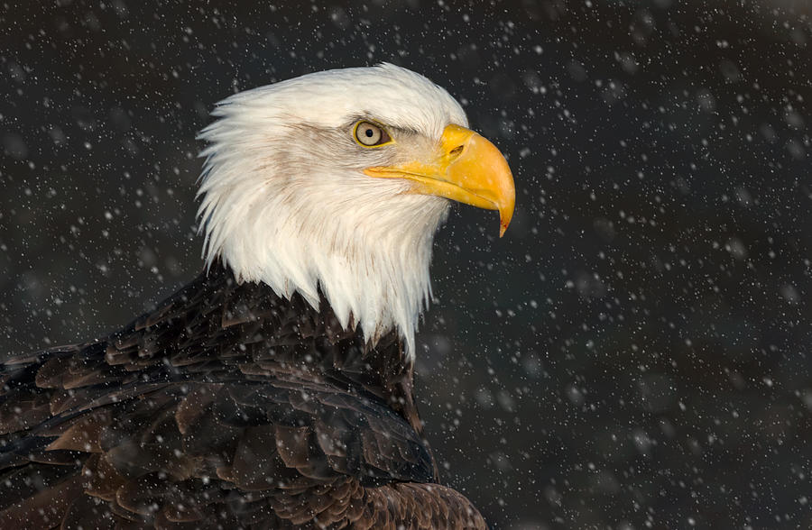 Eagle Photograph - American Bald Eagle by Cheryl Schneider