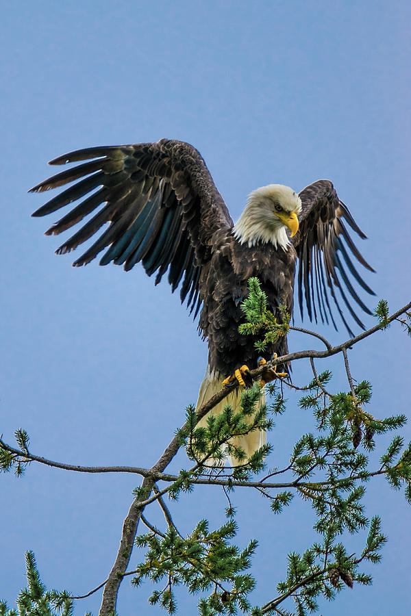 American Bald Eagle Photograph by David Lee