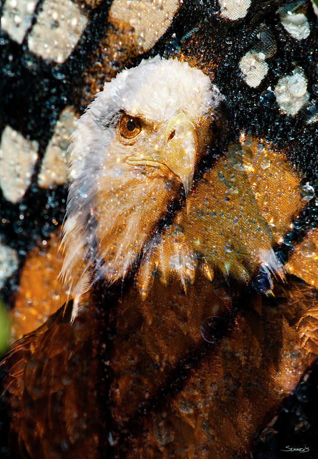 American Bald Eagle Photograph - American Bald Eagle I by Gordon Semmens