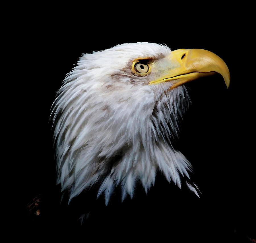 American Bald Eagle III Photograph by Athena Mckinzie