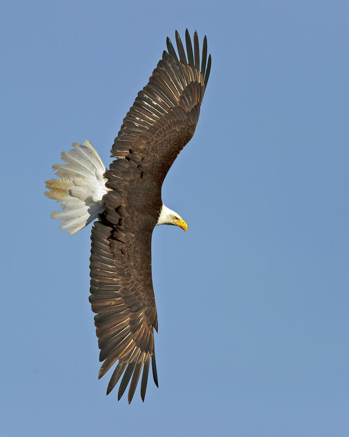 American Bald Eagle in flight III Photograph by Gary Langley