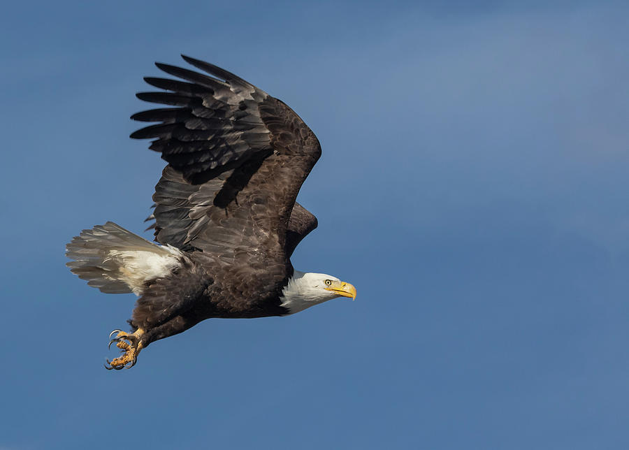 Eagle Photograph - American Bald Eagle in Flight by Rick Mosher