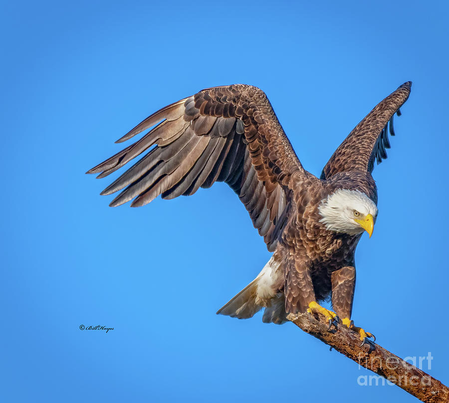 American Bald Eagle Incoming Photograph by DB Hayes
