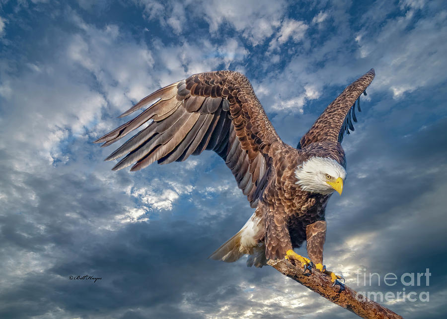 American Bald Eagle Incoming TWO Photograph by DB Hayes