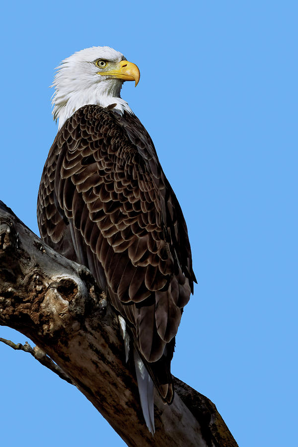 American Bald Eagle Photograph by Kathleen Bishop