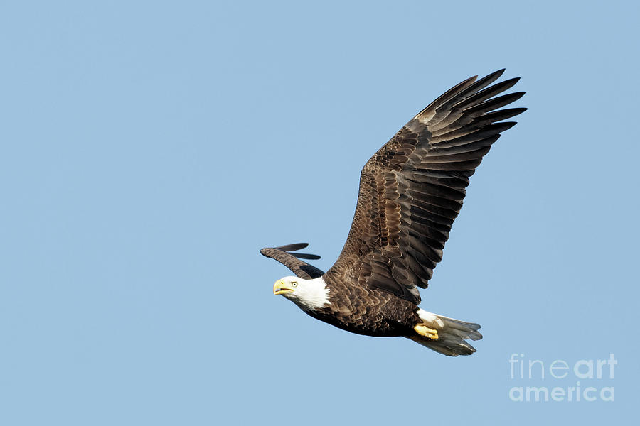 American Bald Eagle Minnesota Flight Photograph by Natural Focal Point Photography