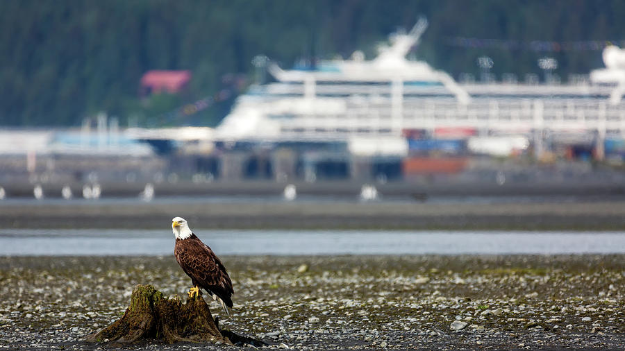American Bald Eagle on the shore Photograph by Alex Mironyuk