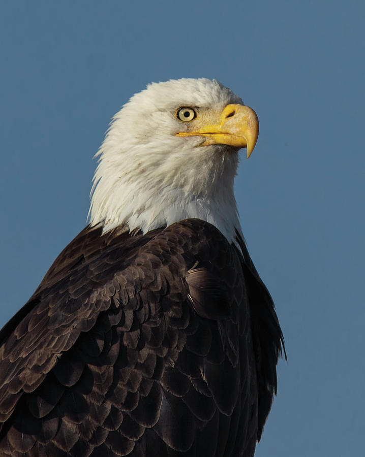 American Bald Eagle Portrait 2 Photograph by Rick Mosher