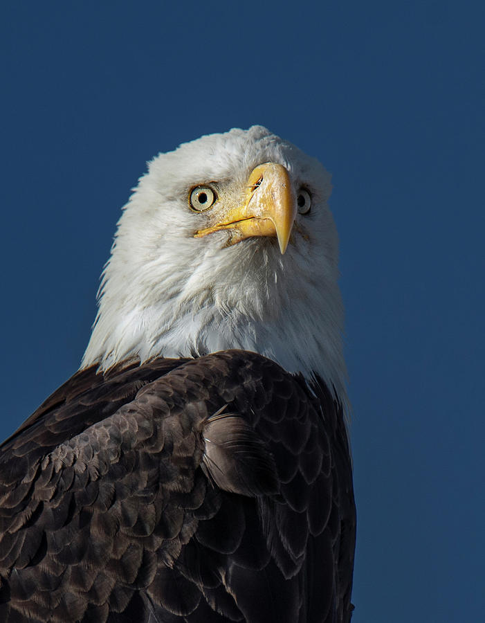 American Bald Eagle Portrait Photograph by Rick Mosher