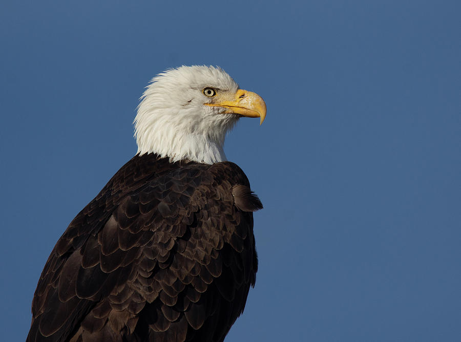 American Bald Eagle Photograph by Rick Mosher