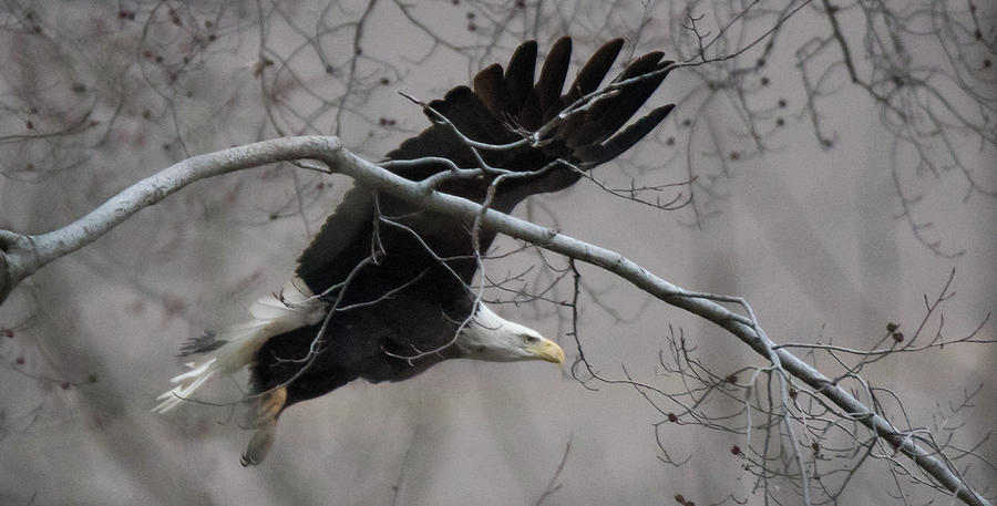 American Bald Eagle  Photograph by Rosette Doyle