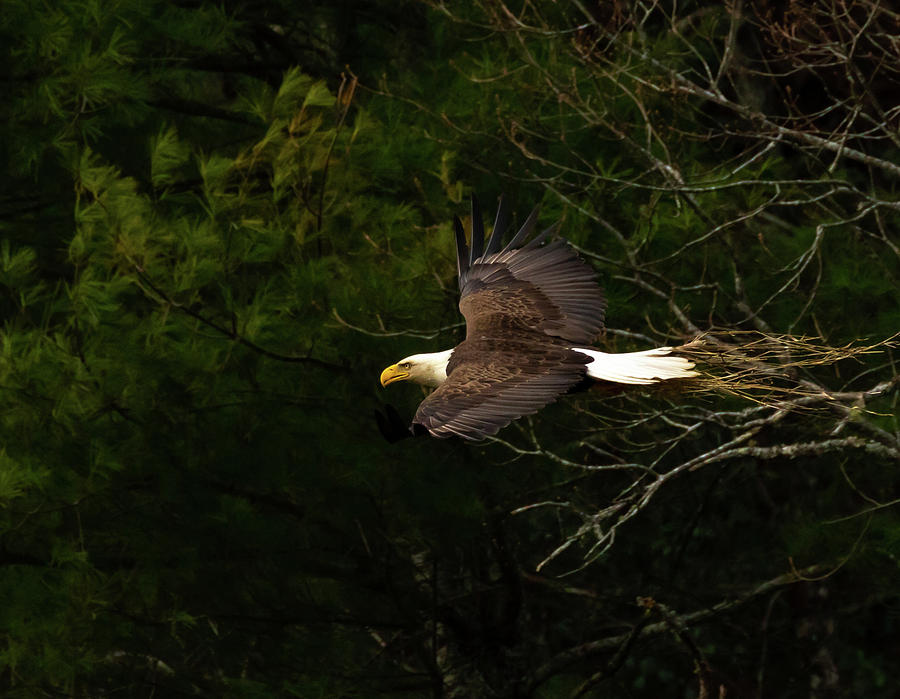 American Bald Eagle w/twigs Photograph by Kelly Kennon