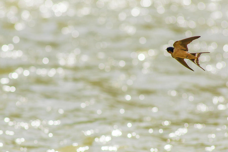 American Barn Swallow In Flight, Yellowstone Np, Montana Photograph by ...