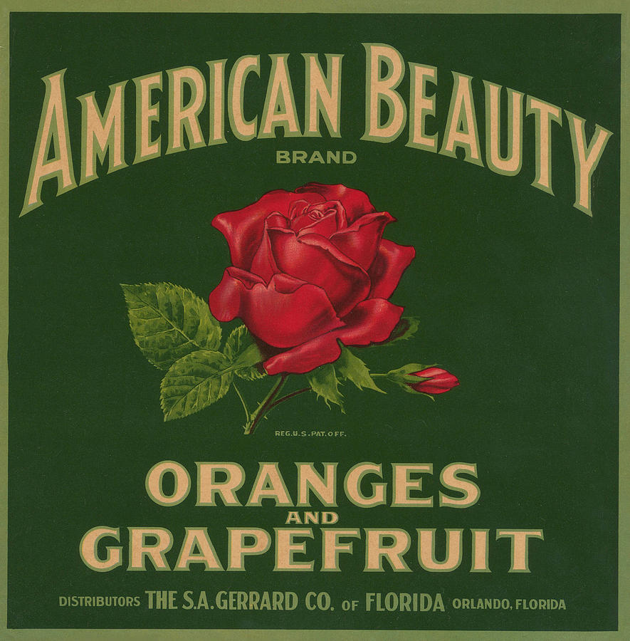 American Beauty Brand Painting by Unknown