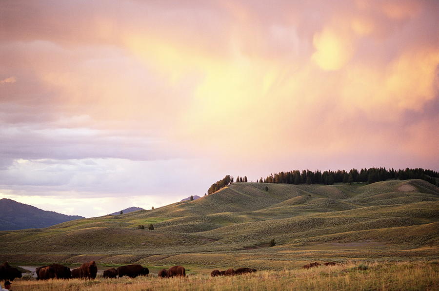American Bison At Sunset Hayden Valley Photograph by Stephen Simpson