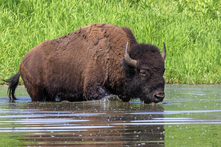 American Bison Bison Bison Bathing Photograph by Ivan Kuzmin