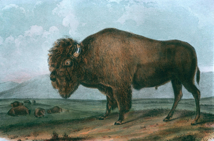 American Bison Bull Bison Bison By John Digital Art by Tom Mchugh