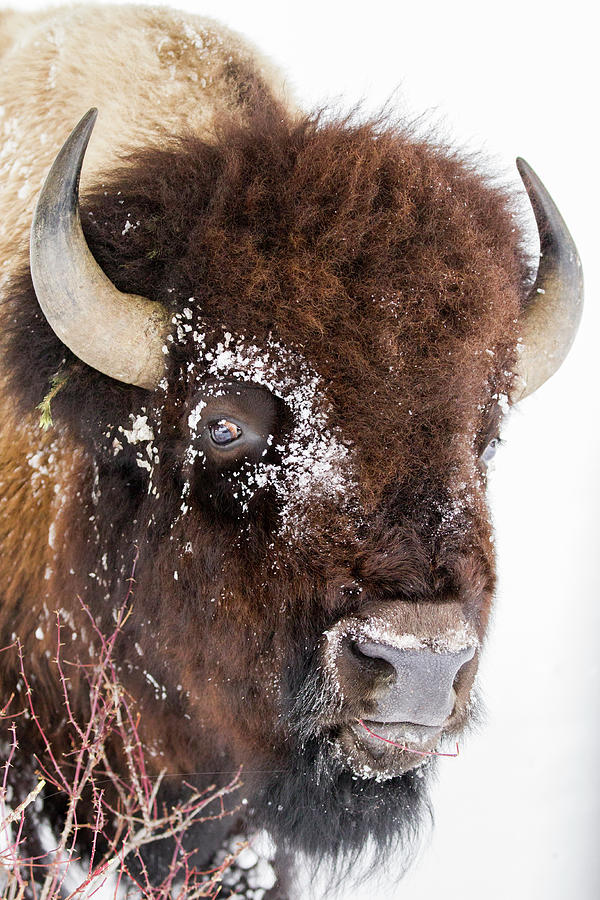 American Bison Bull Browsing, Yellowstone Photograph by Sebastian Kennerknecht