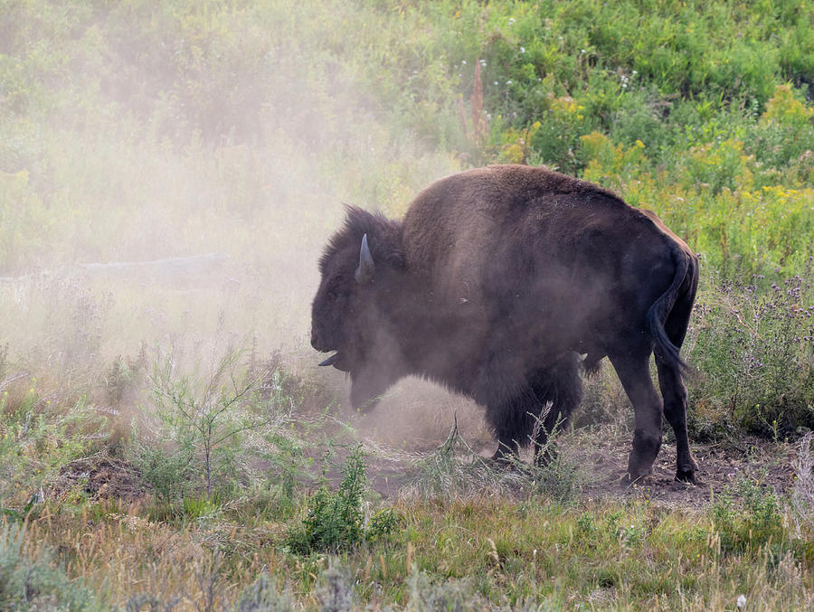 Yellowstone National Park Photograph - American Bison Bull Calling by Ivan Kuzmin