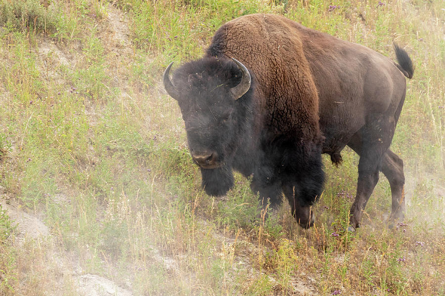 American Bison Bull Charging Photograph by Ivan Kuzmin