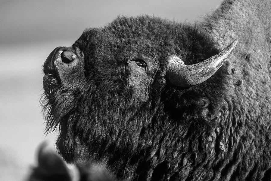 American Bison Bull Displaying Photograph by Tim Fitzharris