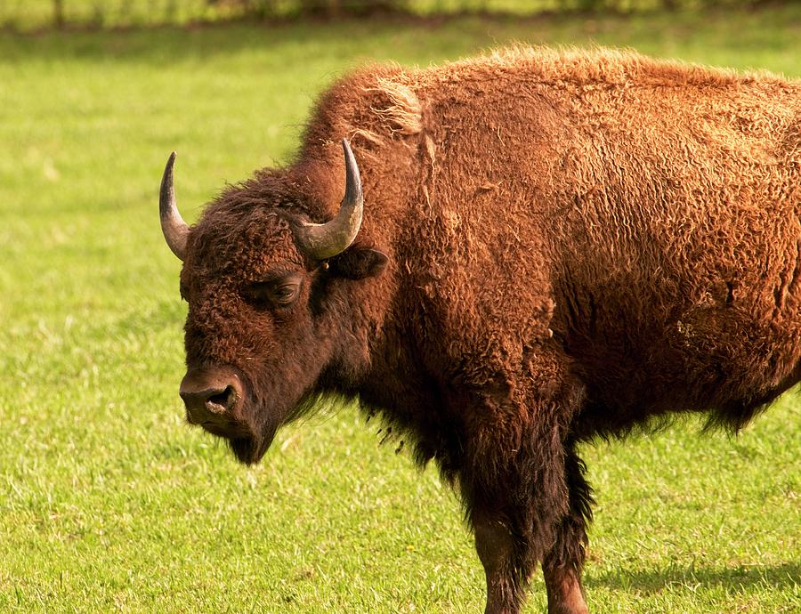 American Bison Bull Photograph by Douglas Barnett
