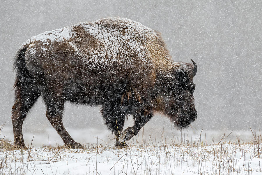 American Bison Bull In Snow Photograph by Ivan Kuzmin