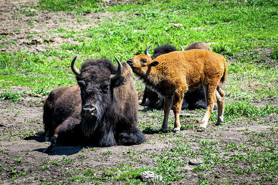 American Bison Calf Photograph by Joe Schwartz | Fine Art America