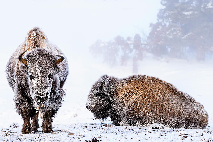 American Bison Covered In Hoar Frost, Yellowstone Np, Usa Photograph by ...