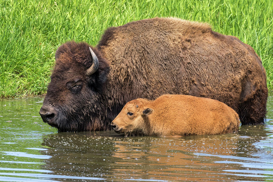 American Bison Cow And Calf Bathing Photograph by Ivan Kuzmin