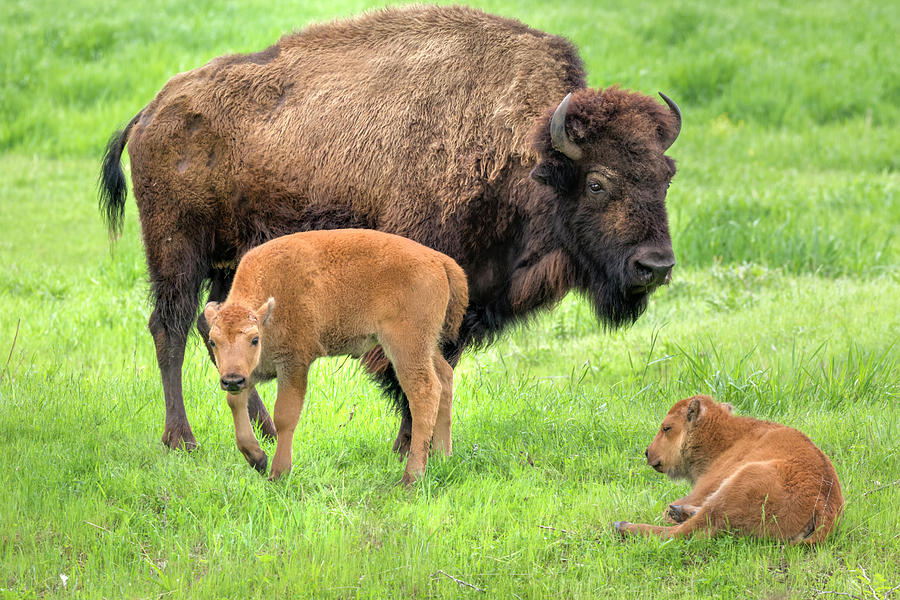 American Bison Cow With Twin Calves Photograph by Ivan Kuzmin
