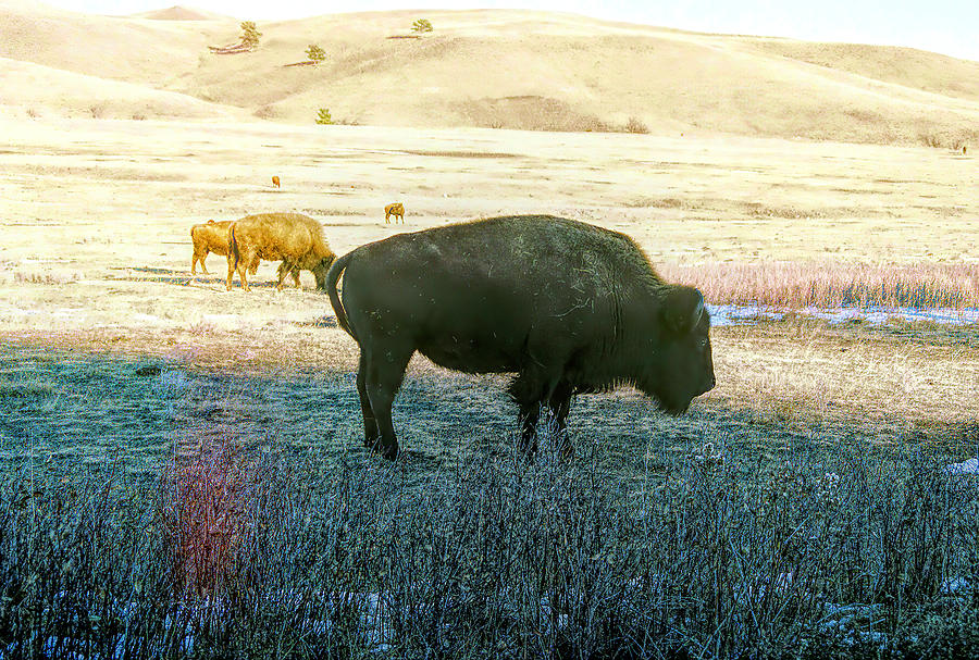 American Bison Custer State Park Photograph by Cathy Anderson