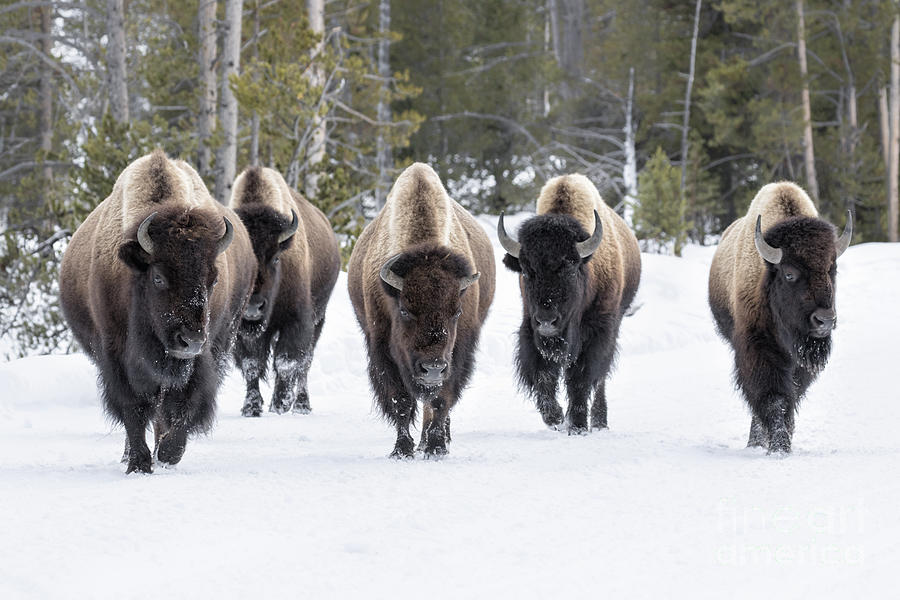 Usa Photograph - American Bison by David Osborn Usa Photograph - American Bison by David Osborn