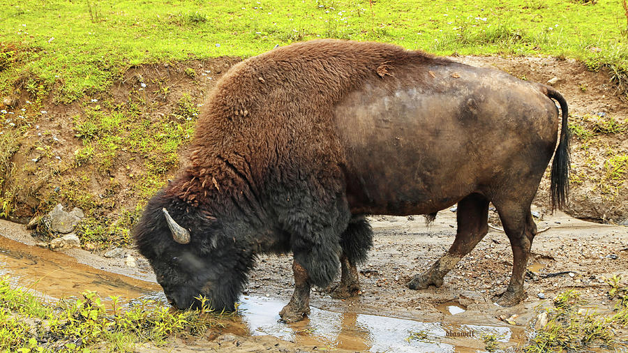 American Bison Photograph by Dennis Baswell