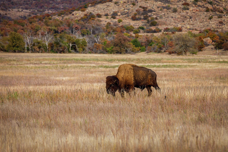 American Bison Photograph by Doug Long