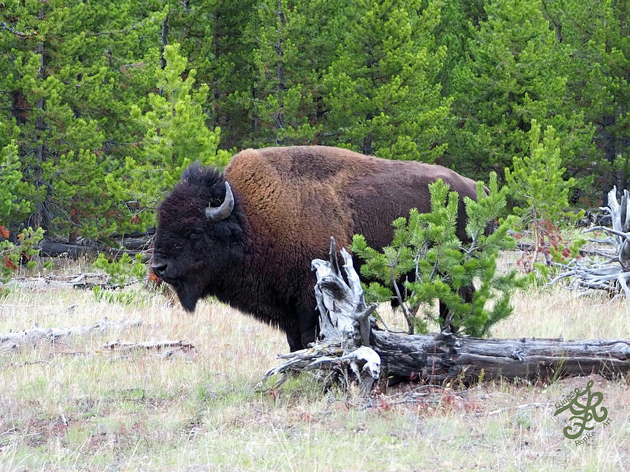American Bison Photograph by Ginger Repke