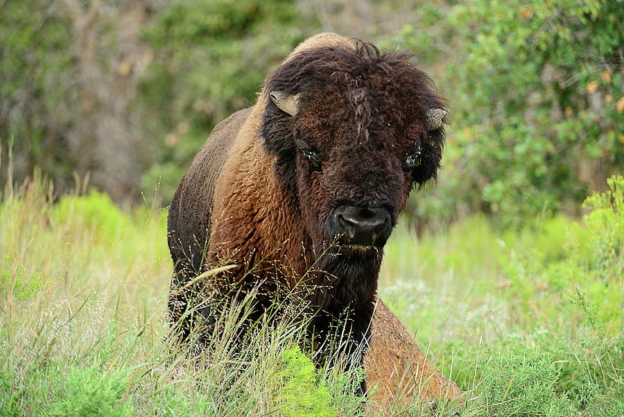 American Bison Digital Art by Heeb Photos