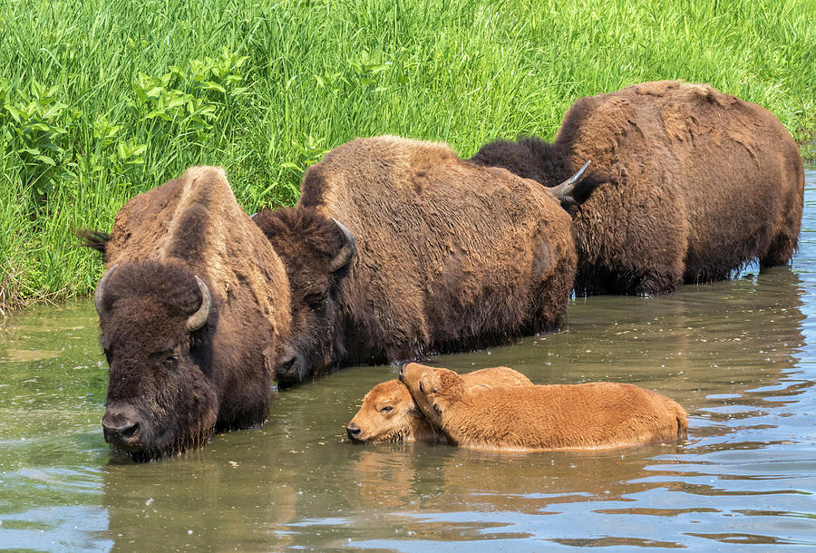 American Bison Herd Bathing Photograph by Ivan Kuzmin