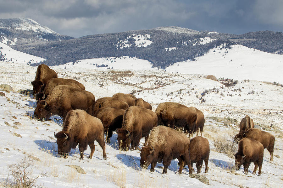 American Bison Herd Grazing Photograph by Sebastian Kennerknecht