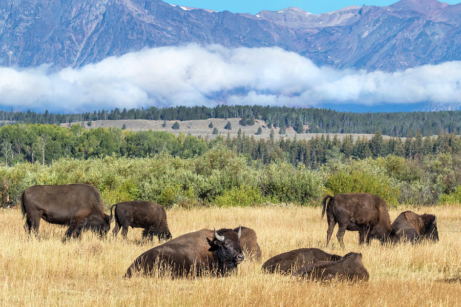 American Bison Herd Photograph by Ivan Kuzmin