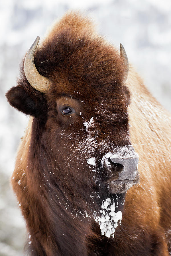 American Bison In Winter Photograph by Sebastian Kennerknecht