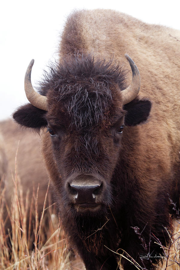 Animal Photograph - American Bison Iv by Debra Van Swearingen
