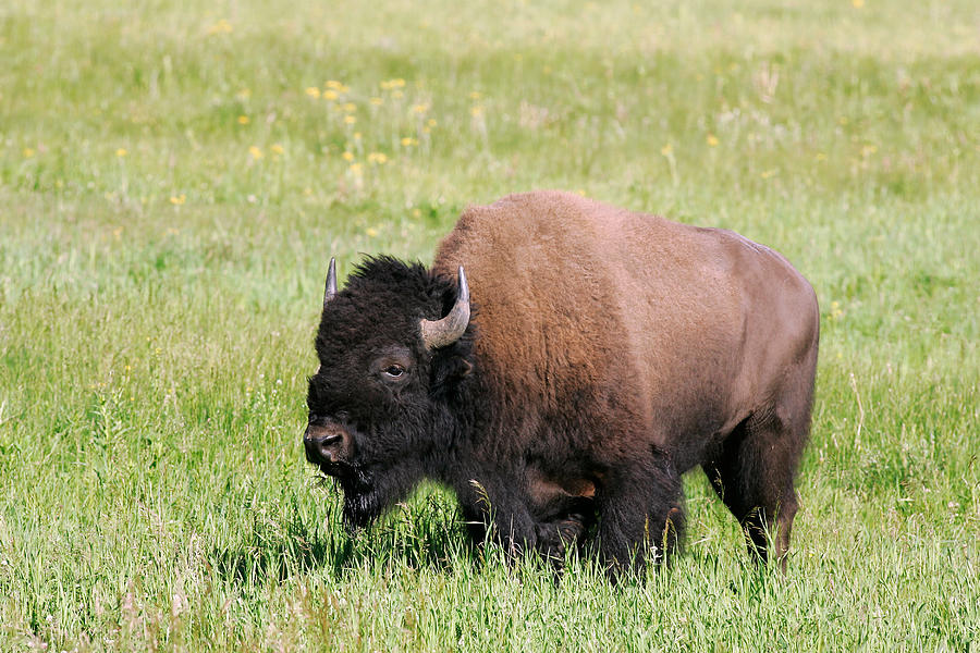 American Bison Photograph by James Zipp