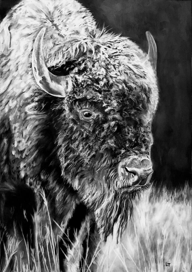 American Bison Drawing by Logan Thomas Fine Art America