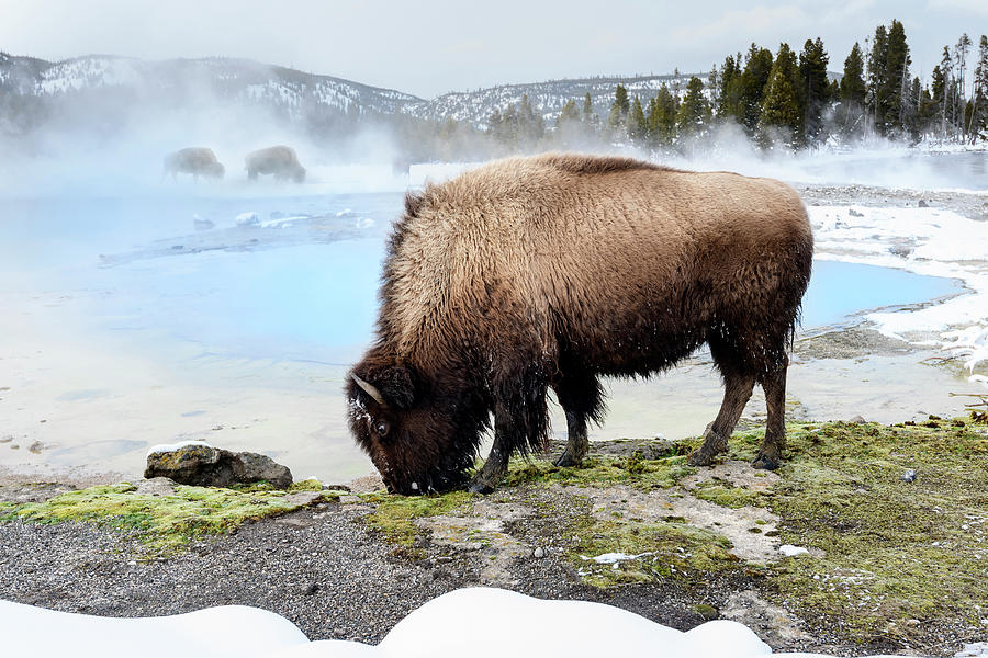 American Bison Near Thermal Pool, Yellowstone Np, Usa Photograph by ...