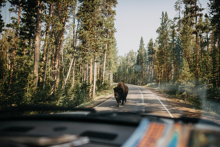 Yellowstone National Park Photograph - American Bison On Road Seen Through Cars Windshield At Yellowstone National Park by Cavan Images