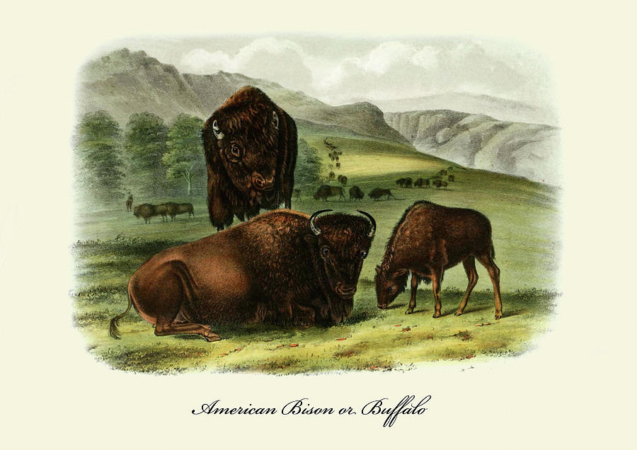 American Bison or Buffalo Painting by John Joseph Audubon
