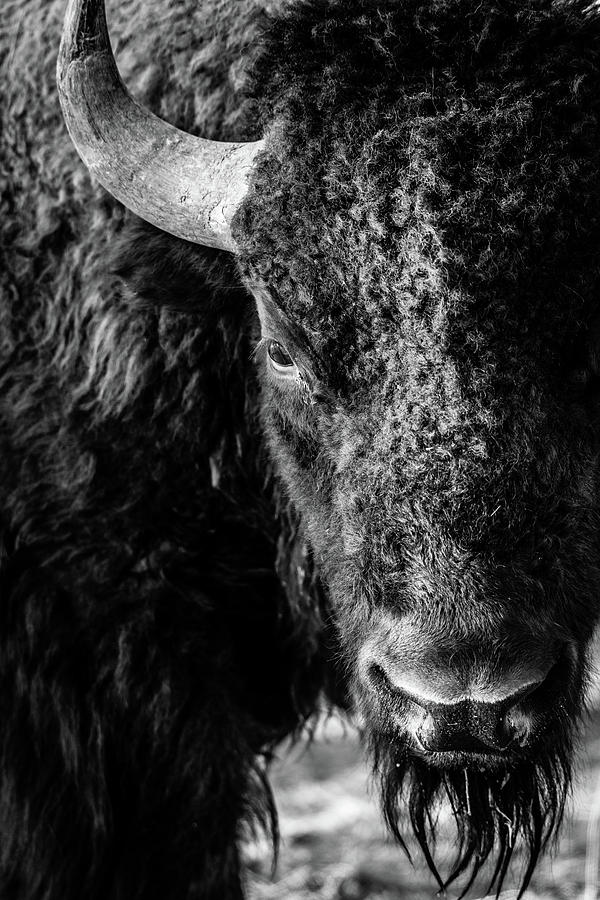 American Bison Photograph by Philip Rodgers
